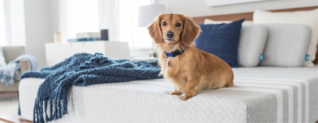 Best Mattress for Pet Owners